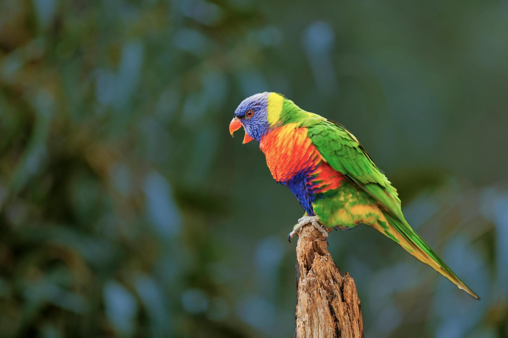 Parrot perched on tree stump