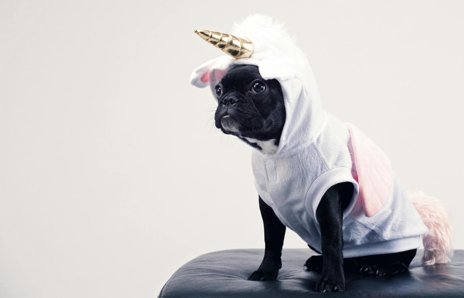 Pug dressed as unicorn