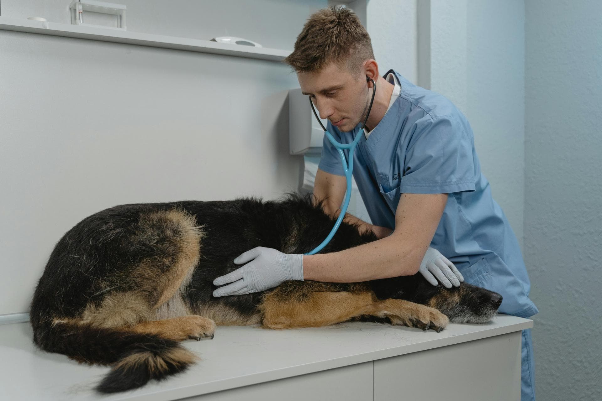 Dog & Cat Vets in Bushey