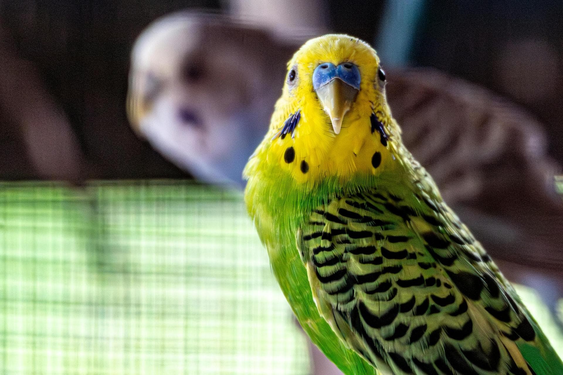 Best Vets in Rickmansworth